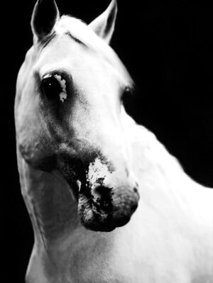 Baltas arklys.jpg