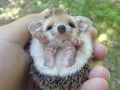 Funny-hedgehog-img 2.jpg