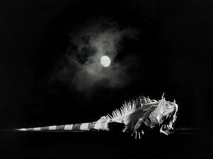 Pilnaties iguana menulis pilnatis naktis.jpeg