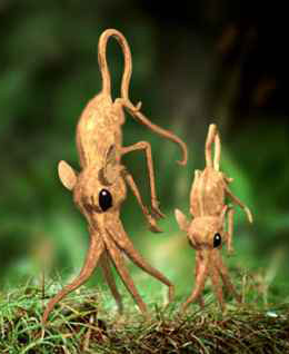 Rusvoji nosiašoklė (Rhinogradentia rusvensis)