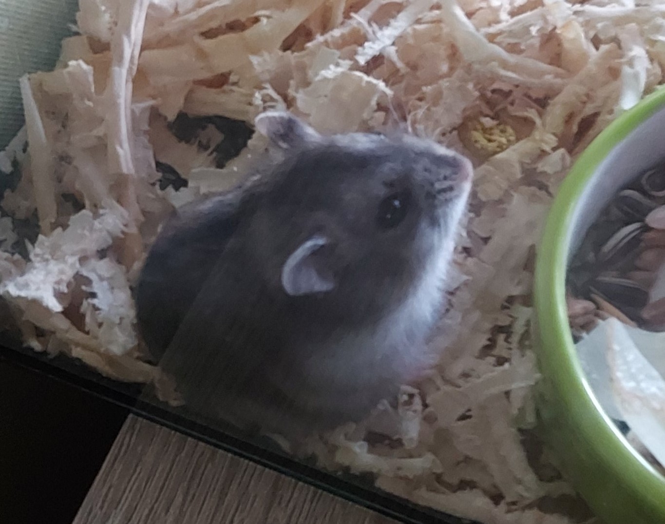 Zasukas69 žiurkėnas.jpg