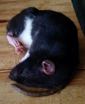 Žiurkytė miega.png