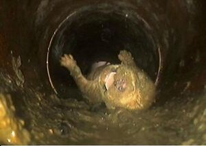 Bebras kanalizacijoje.jpg