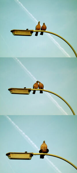 Vaizdas:Bird love.jpg