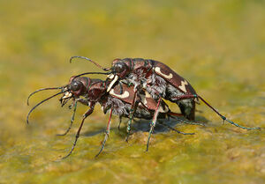 Bugs - Cicindela hybrida.jpg
