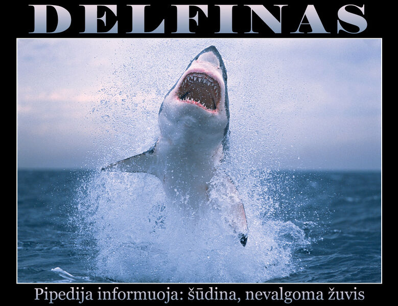 Vaizdas:Delfinas.jpg