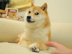 Doge kabosu meme suo suniukas kale.jpeg