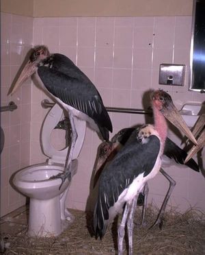 Gandrai marabu 2019-07-08 09-22.jpeg