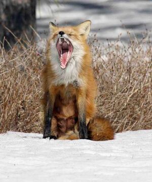 Issiziojusi lape.jpg