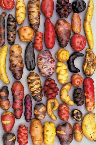 Vaizdas:Ivairiu rusiu bulves.jpg