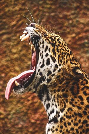 Jaguaras zandikaulis nasrai.jpeg