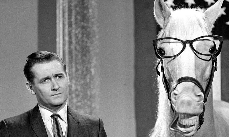 Vaizdas:Kalbantis arklys su akiniais.jpg