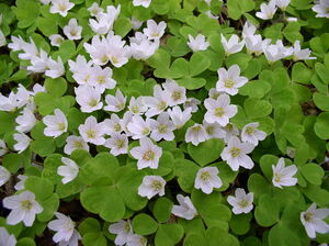 Kiskio kopustas oxalis acetosella.jpg