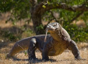 Komodo drakonas varanas driezas.jpeg
