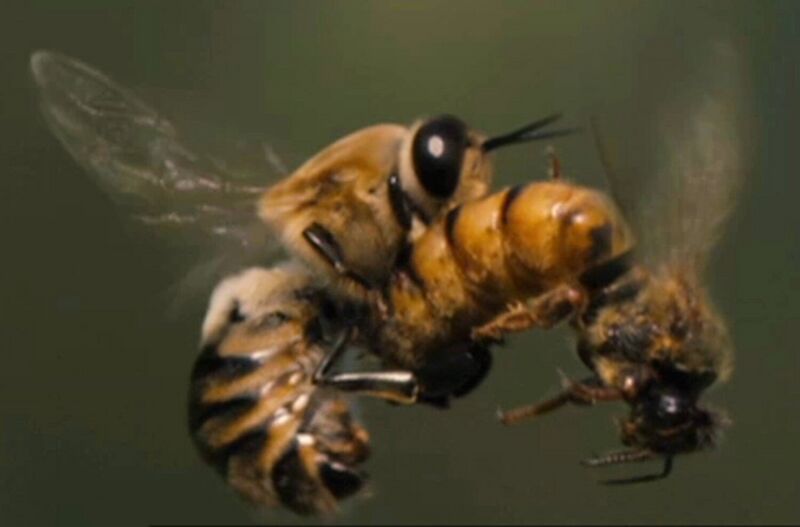 Vaizdas:Mating bees.jpg