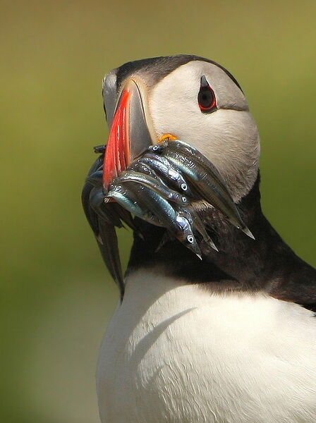 Vaizdas:Paukstis kazkoks.jpg