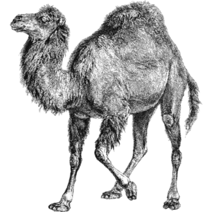 Perl programavimo kalba logotipas kupranugaris.png