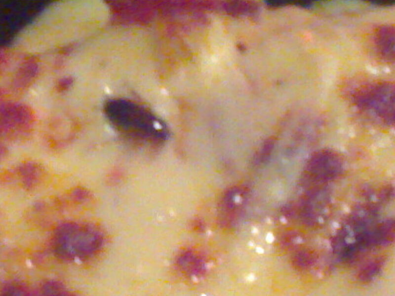 Vaizdas:Pizza tarakan.jpg