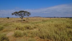 Serengeti medis.jpg