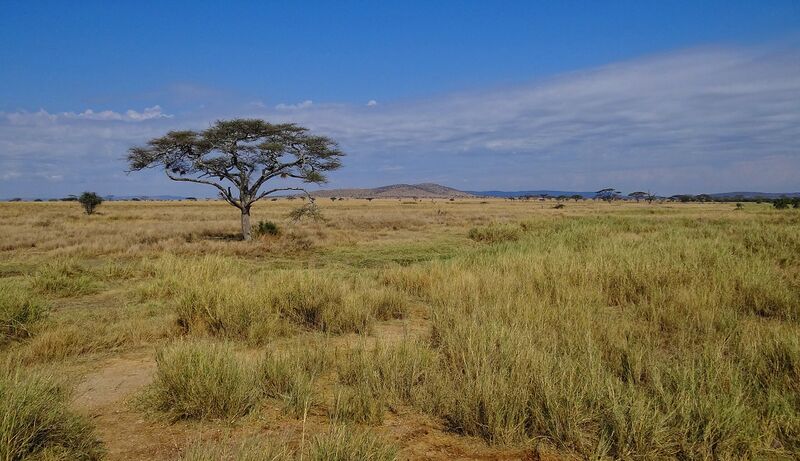 Vaizdas:Serengeti medis.jpg