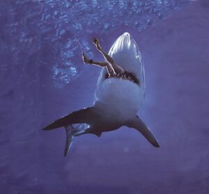 Shark attack.jpg