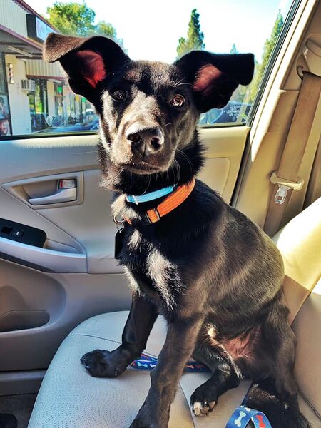 Vaizdas:Suniukas oregonas.jpg