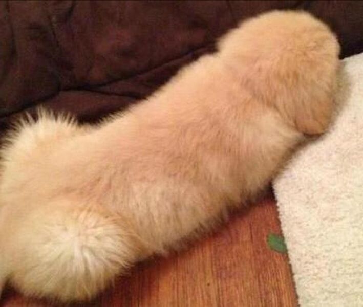 Vaizdas:Suo pimpalas.jpg