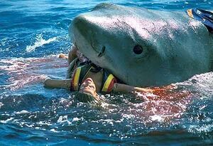 Totally-fake-shark-attack-jaws-2082557-450-307.jpg