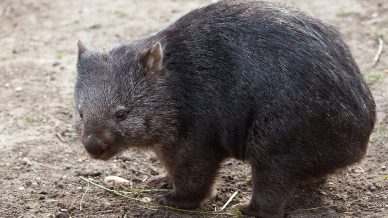 Vaizdas:Vombatas.jpg
