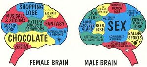 Vyru smegenys moteru smegenys.jpg