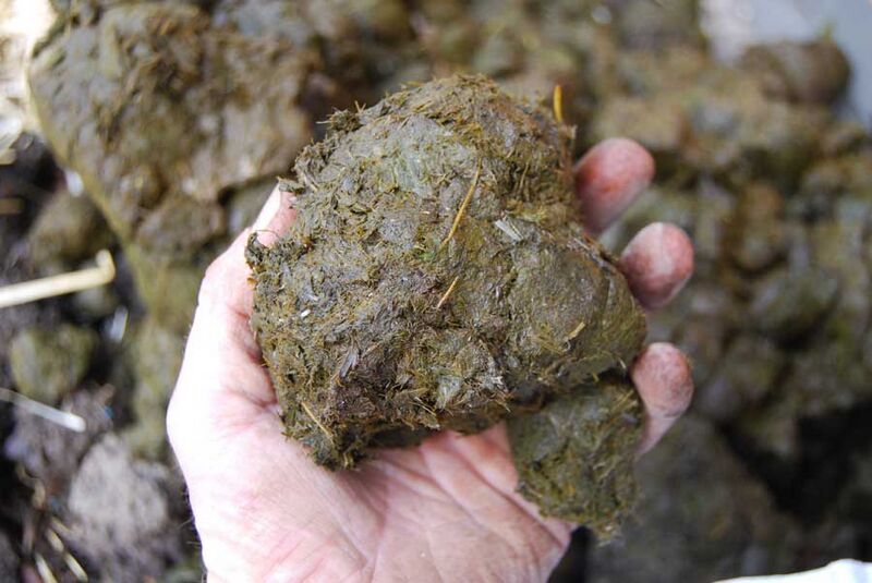 Vaizdas:Zalia kaka rankoje.jpg