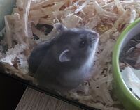 Zasukas69 žiurkėnas.jpg